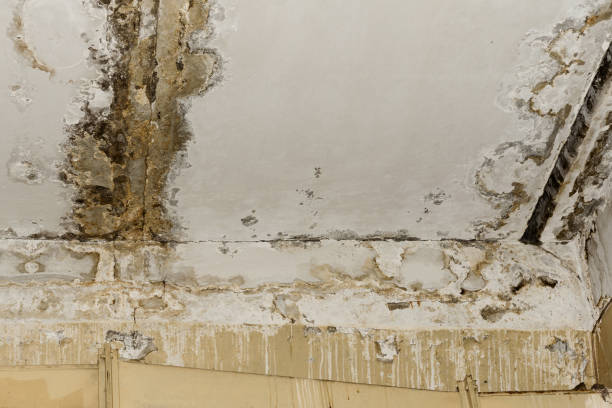 Best Basement Mold Removal  in Memphis, TX